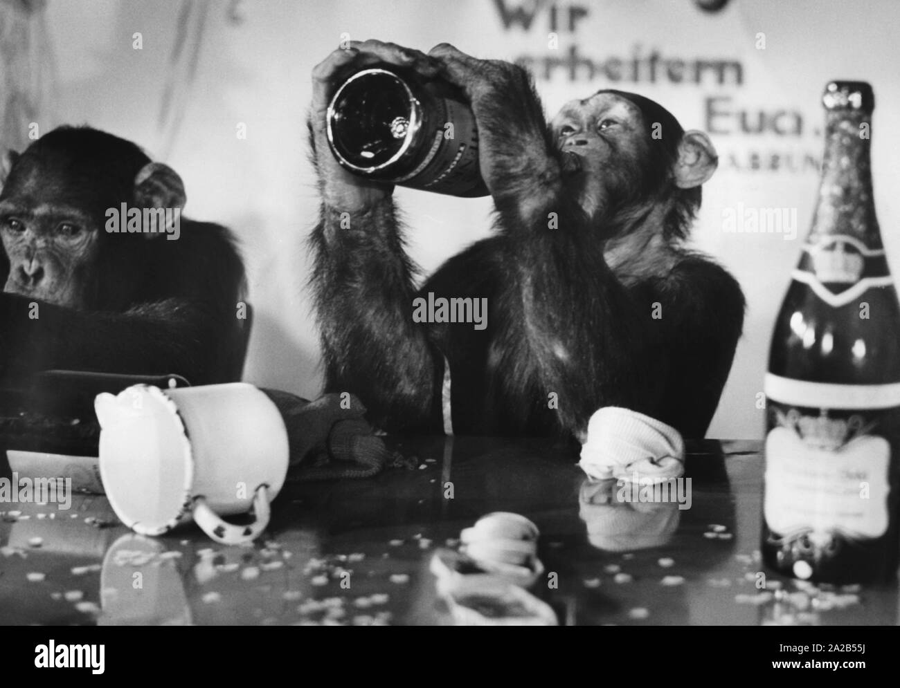 Zwei Schimpansen sind am Tisch sitzen, trinken aus der Flasche. Es könnte eine Werbung sein. Stockfoto