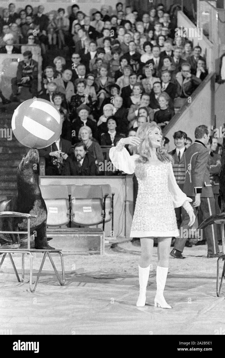 Ein zirkusprogramm wurde jährlich von Berühmtheiten vor Publikum für die TV-Show 'Die Goldene A Perfect Solution" bei Circus Krone in München statt. Foto einer Frau in Weiß während einer Performance mit Seelöwen gekleidet. Sie ist wahrscheinlich Vivi Bach. Stockfoto
