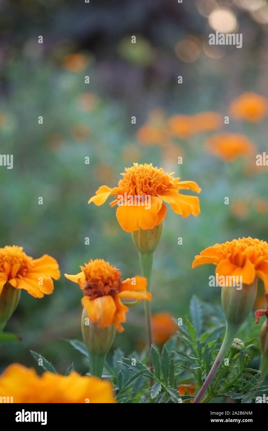 Closeup Schuß von Tagetes tenuifolia (Ringelblume). Stockfoto