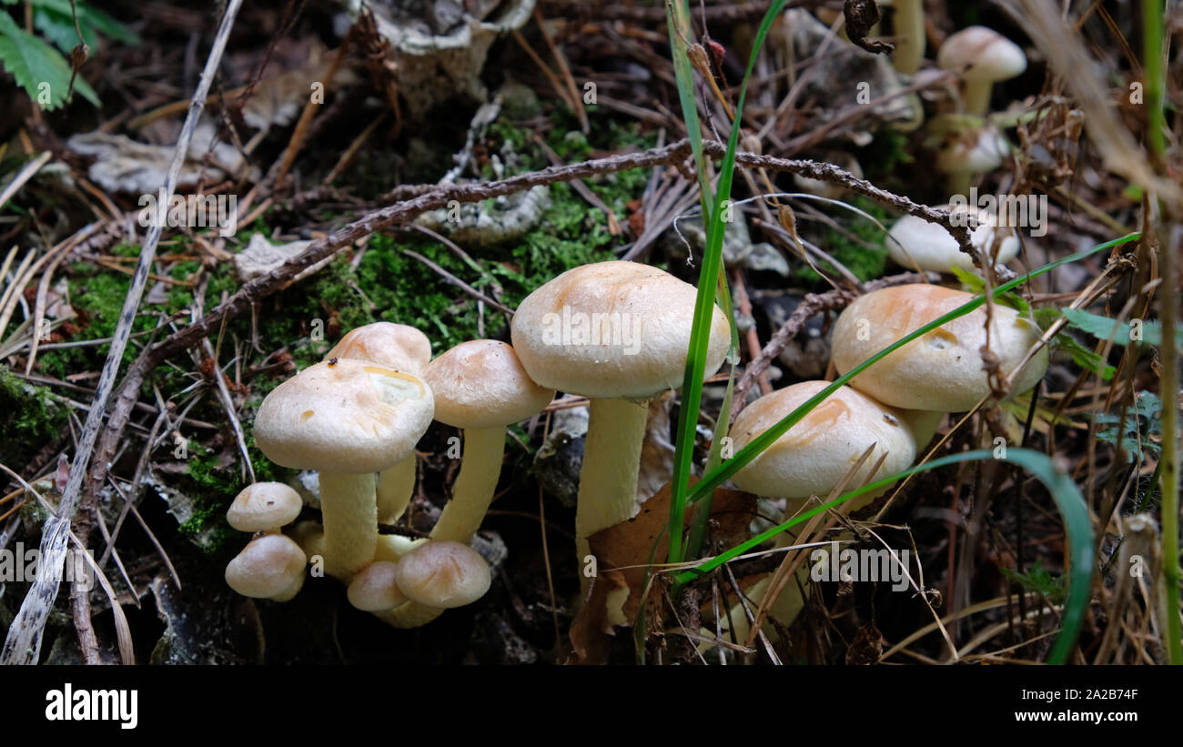 Wald Pilze im dichten Gras Stockfoto