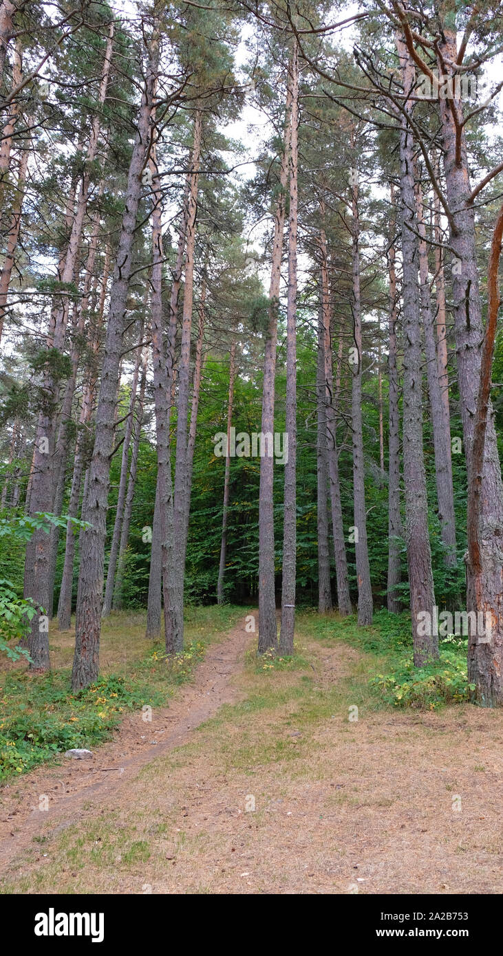 Schönen hohen Kiefern im dichten Wald der Rhodopen Stockfoto