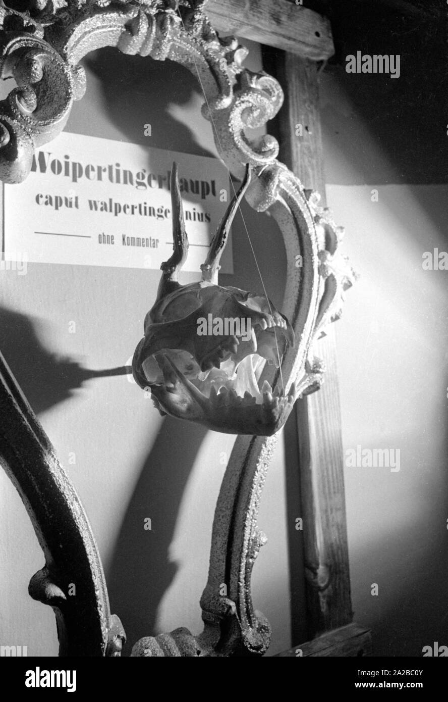 Skurrile Exponate in Wolpertinger Museum (in Mittenwald?). Stockfoto