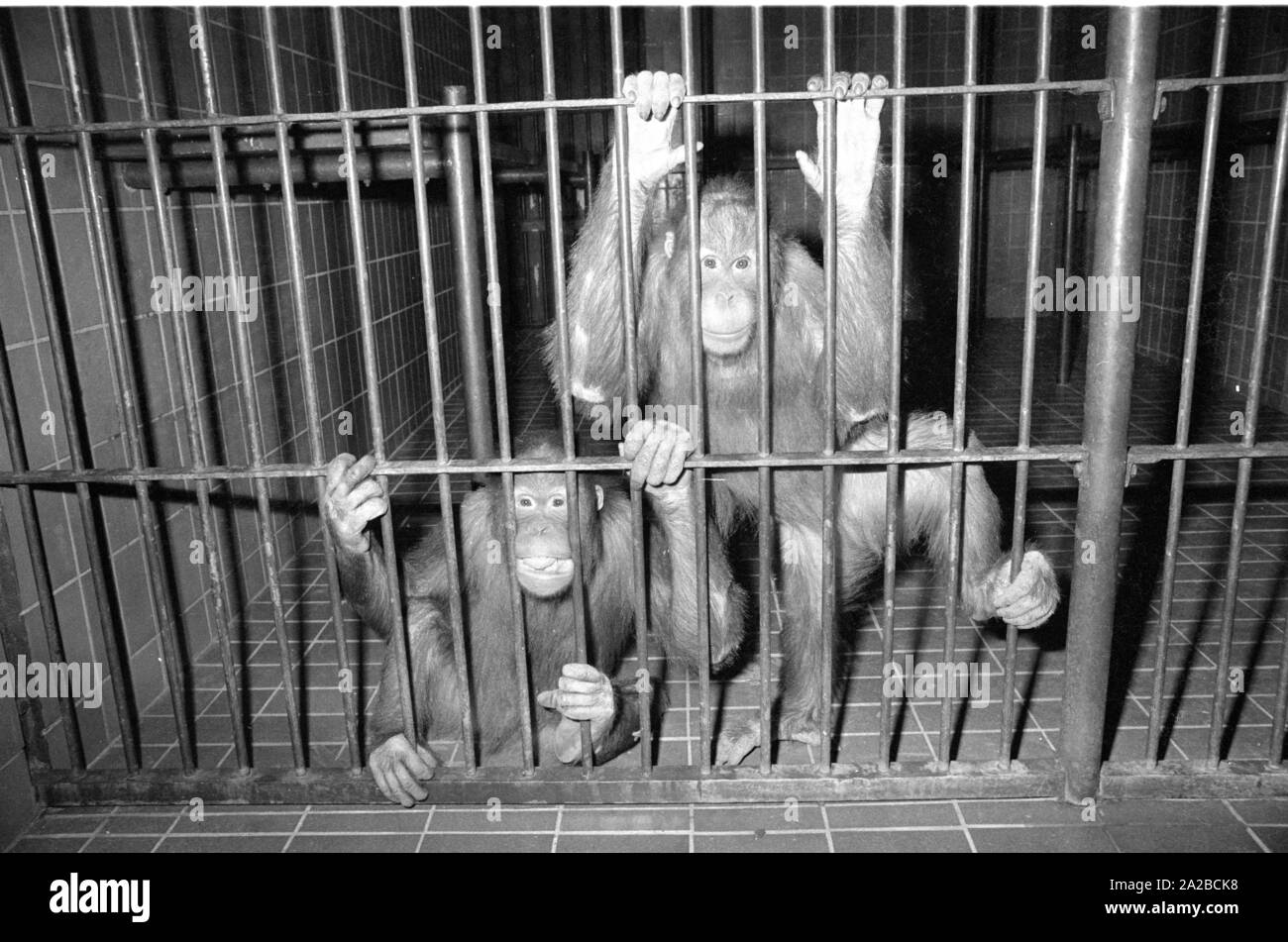 Junge Orang-Utans im Zoo. Stockfoto
