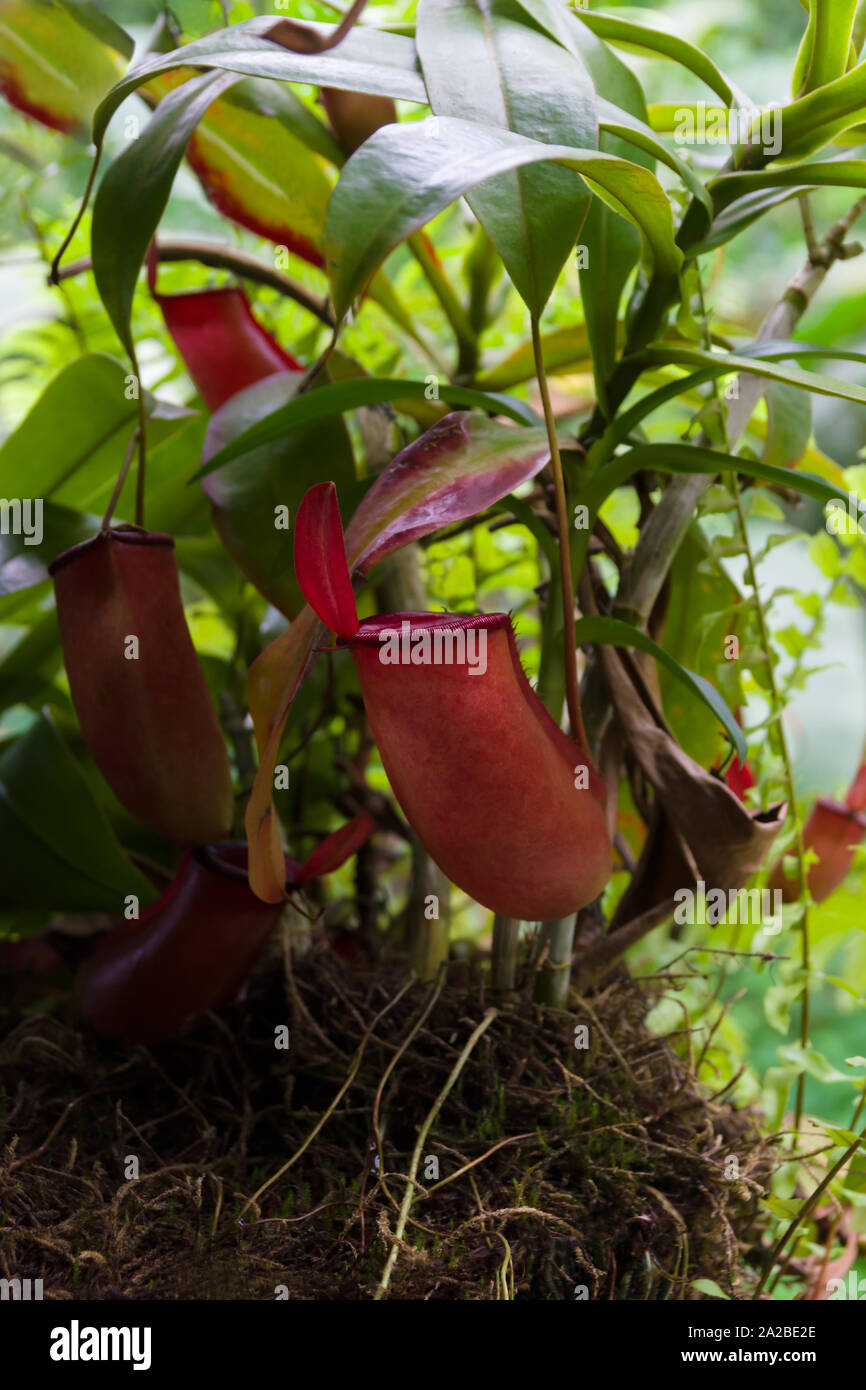 Tropischen Kannenpflanze lateinischer Name Nepenthes ampullaria Eine fleischfressende Pflanze, dass Traps Insekten und verdaut sie für Nährstoffe Stockfoto