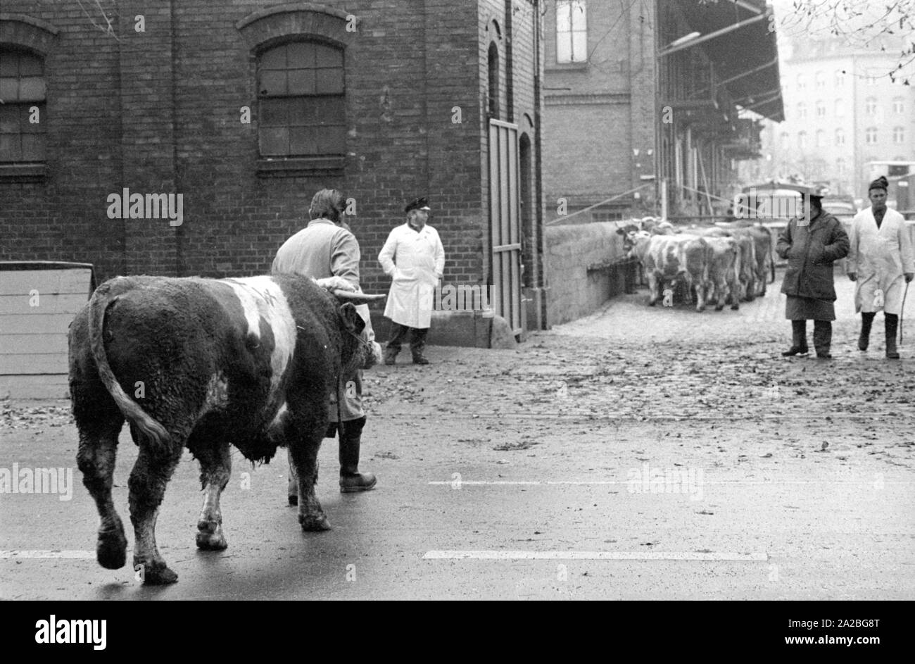 Die Rinder werden in den Schlachthof in München (?). Stockfoto