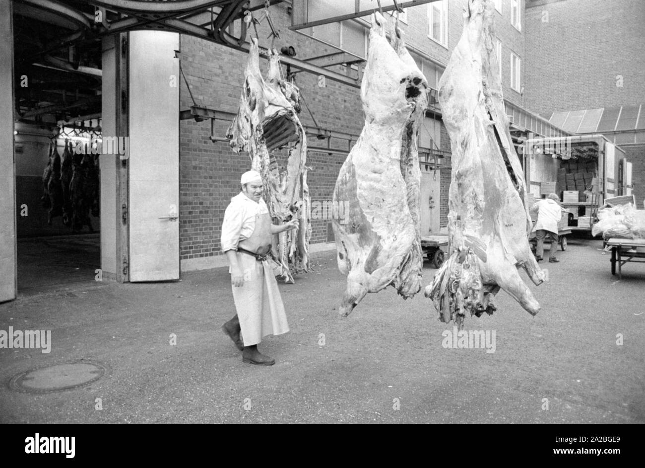 Gehängt Schlachtkörper von Rindern in einem Schlachthof in München (?). Stockfoto