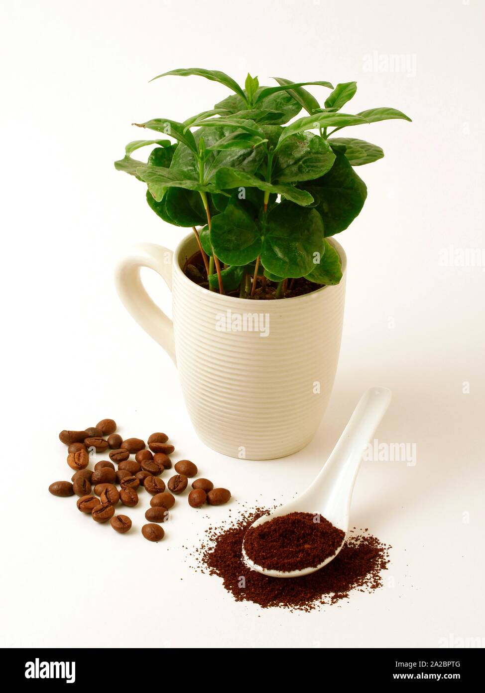Kaffee Pflanzen und Samen Stockfotografie - Alamy