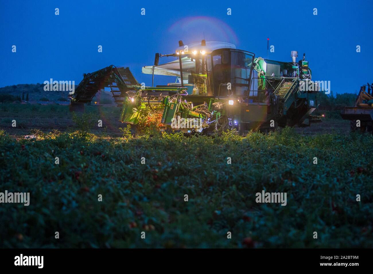 Tomaten bei Nacht im Mondschein. Vegas Bajas del Guadiana, Spanien. Stockfoto
