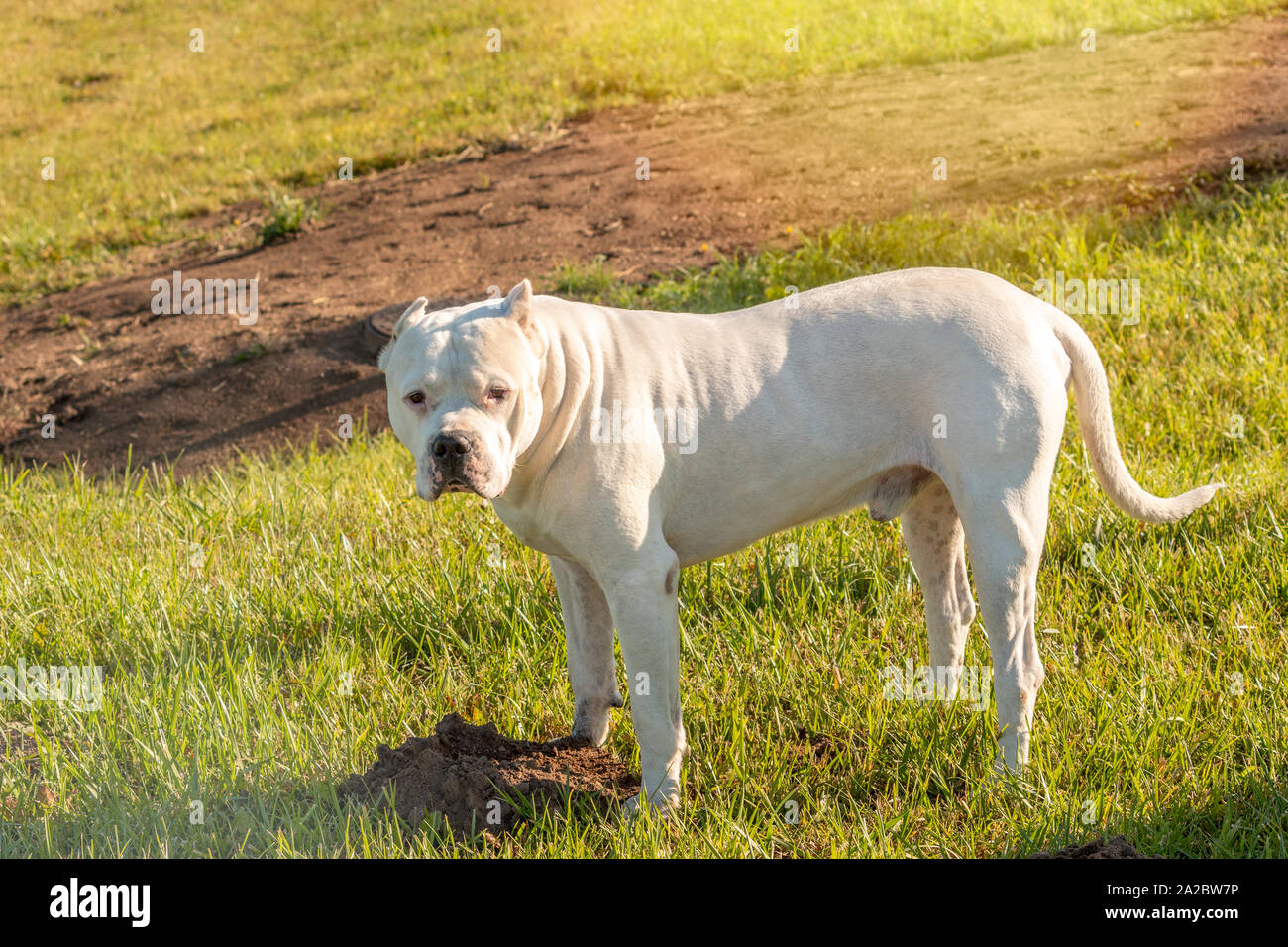 Gefährlicher Hund oder bösartiger Hund, weiß Pitbull auf dem grünen Rasen Stockfoto