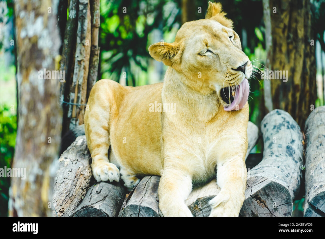 Lion weiblichen Gesichts schließen, die Ruhe in den Zoo bei Tageslicht Stockfoto