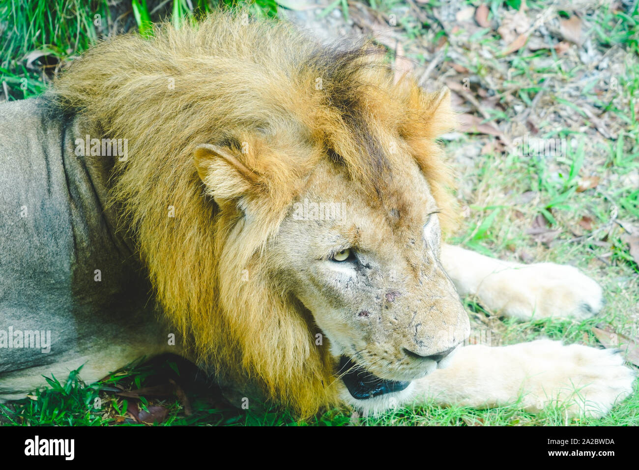 Lion männliche Gesicht Nahaufnahme Rest im Zoo bei Tageslicht Stockfoto
