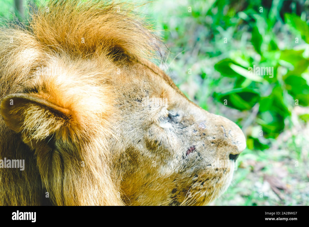 Lion männliche Gesicht Nahaufnahme Rest im Zoo bei Tageslicht Stockfoto