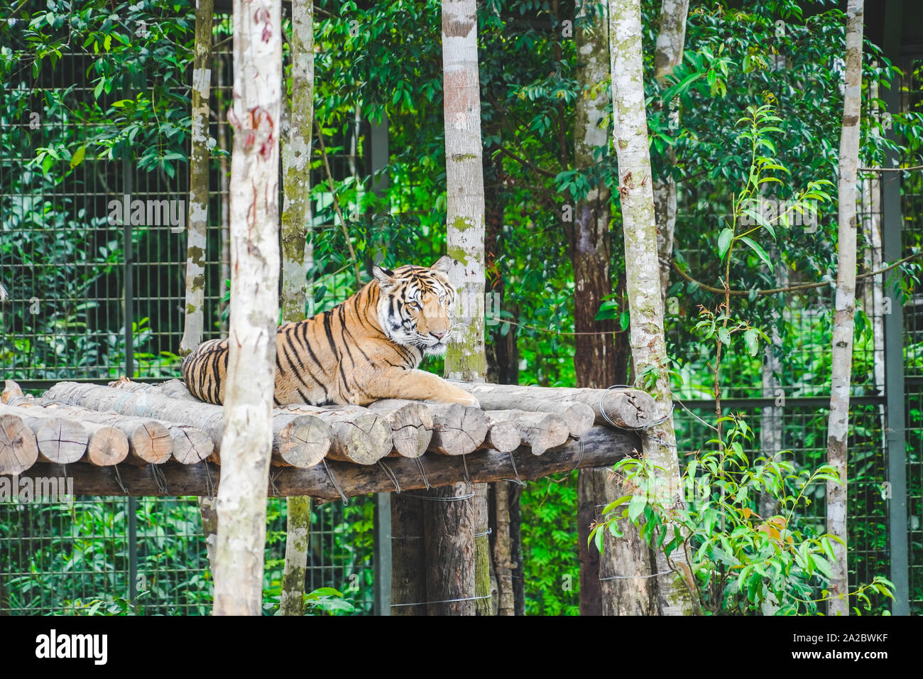 Ein wilder Tiger ruht auf dem Baum im Dschungel. Eine große Katze sitzt auf Zaun in den Zoo. Stockfoto