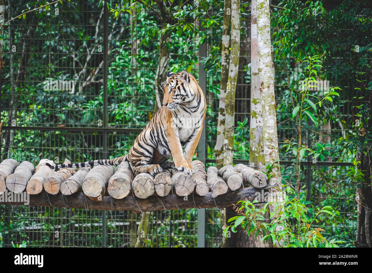Ein wilder Tiger ruht auf dem Baum im Dschungel. Eine große Katze sitzt auf Zaun in den Zoo. Stockfoto