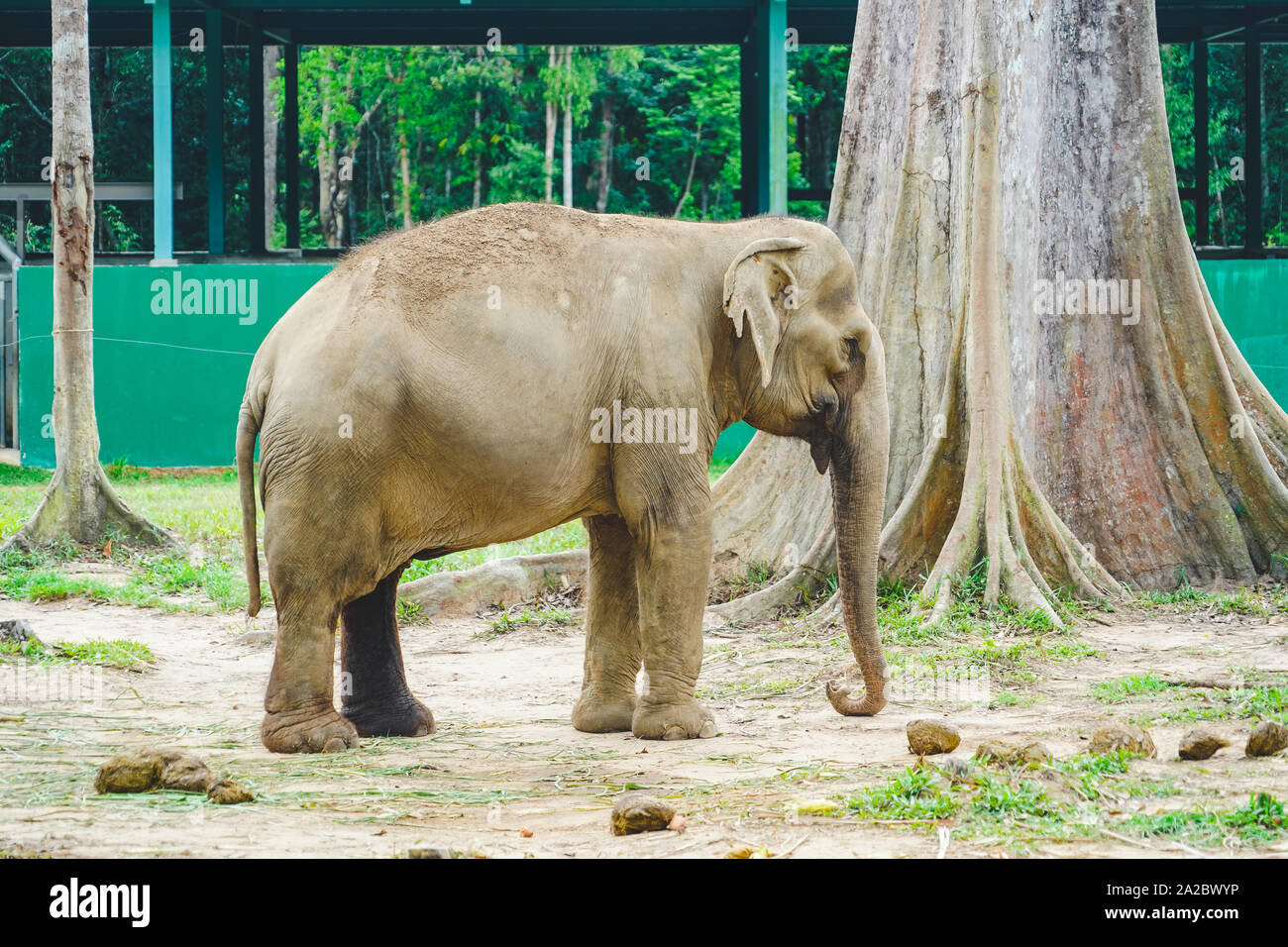Ein Elefant Rest in den Zoo bei Tageslicht. Stockfoto