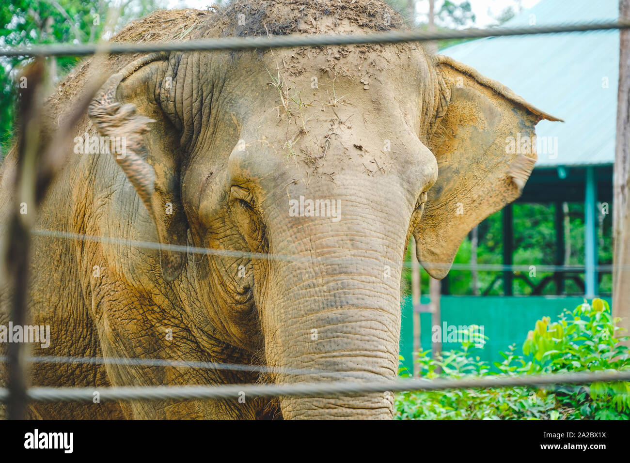 Ein Elefant Rest in den Zoo bei Tageslicht. Gesicht in der Nähe bis in Detail. Stockfoto