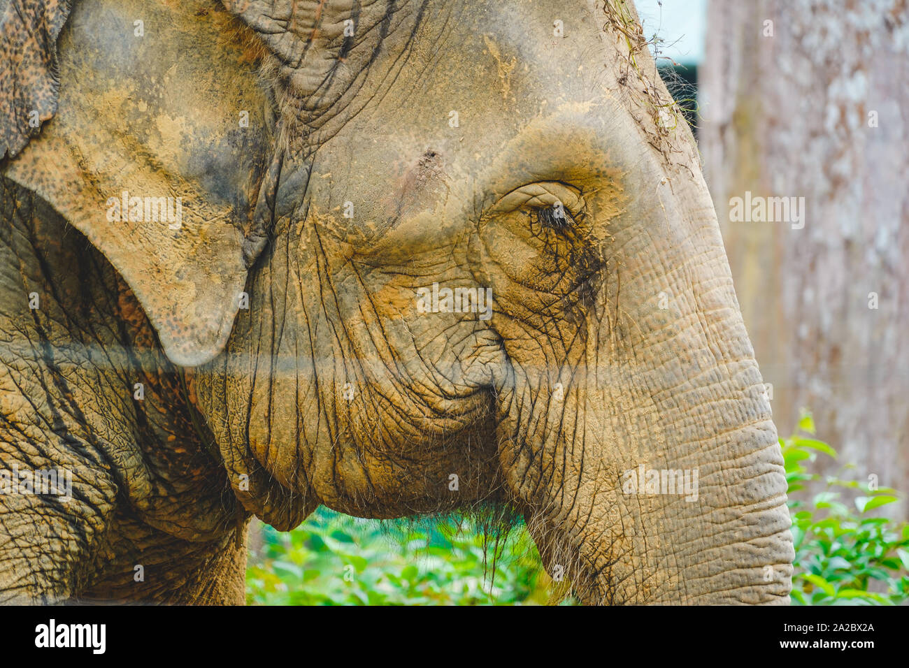 Ein Elefant Rest in den Zoo bei Tageslicht. Gesicht in der Nähe bis in Detail. Stockfoto