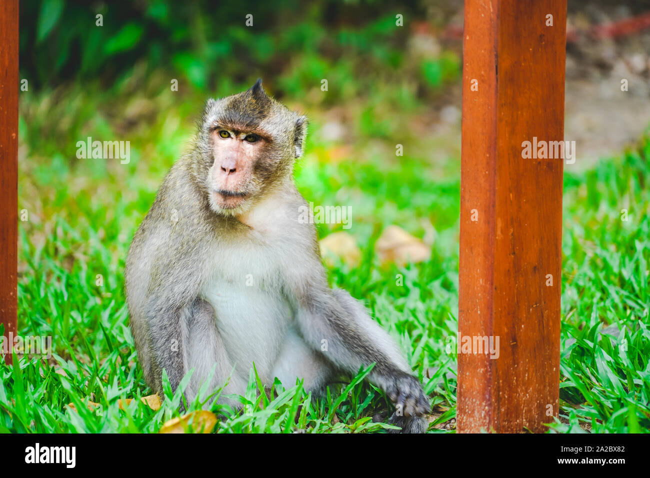 Ein wilder Affe oder Affe im Zoo oder Dschungel, in Phu Quoc Zoo, Vietnam Stockfoto