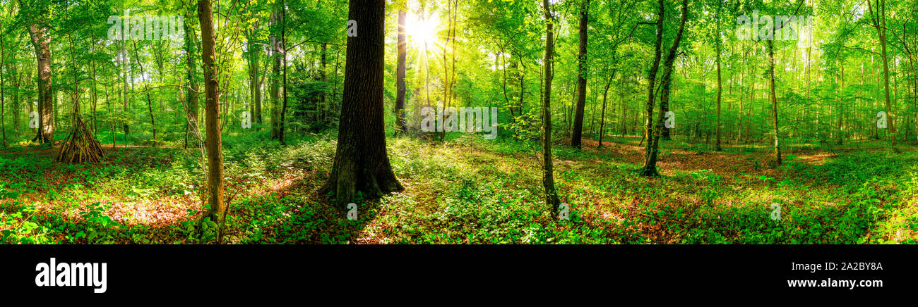 Helle Sonne scheint durch die Bäume in den Wald Stockfoto