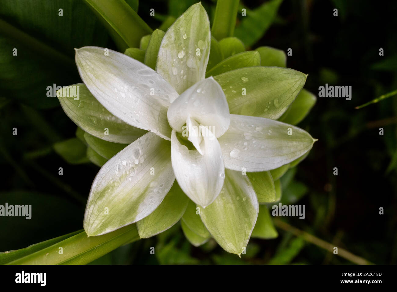 Blick von oben auf die kurkuma Blume im Garten wächst Stockfoto