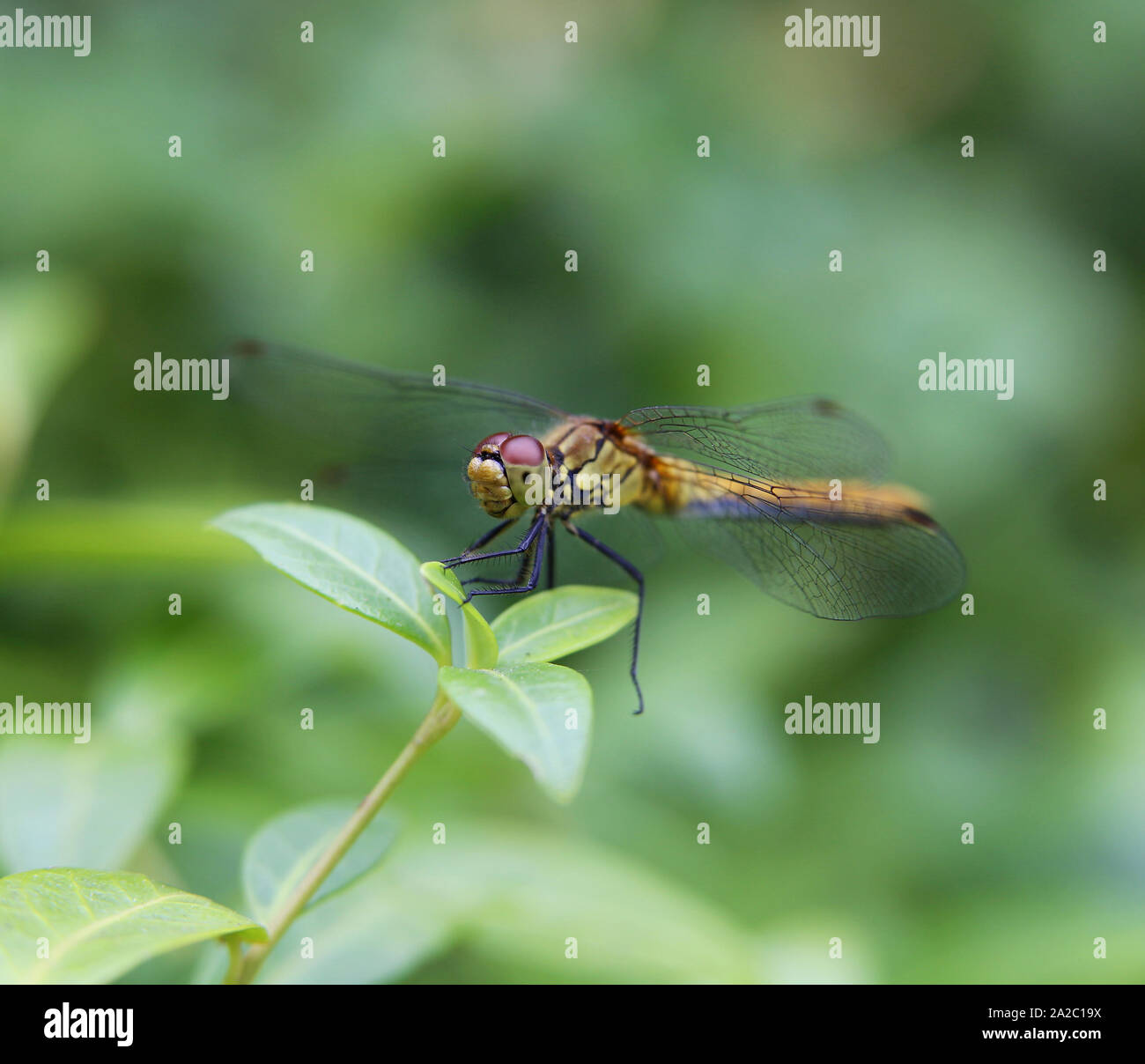 Libelle auf einem Blatt, Makrofotografie Stockfoto