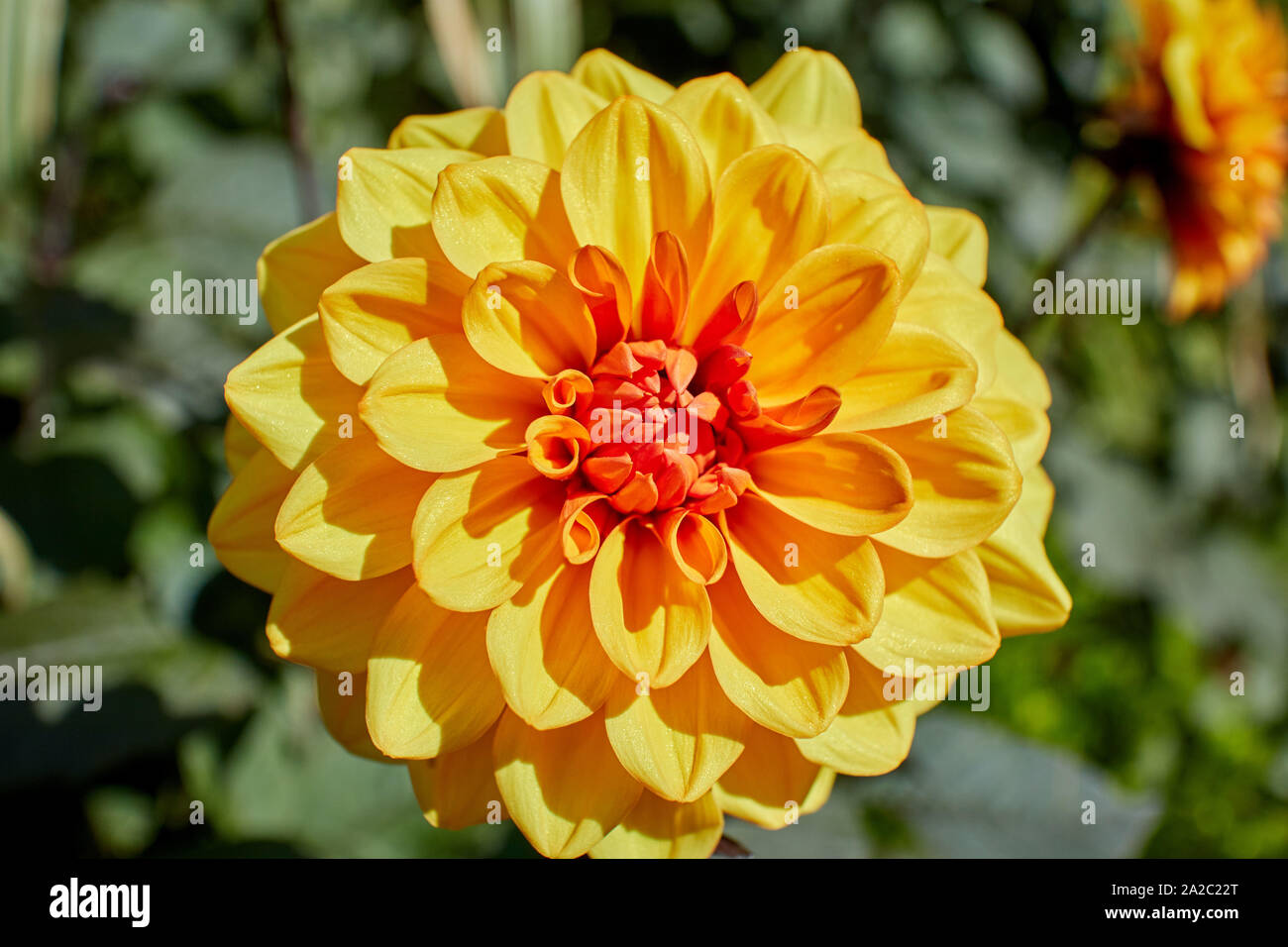 Erstaunlich leuchtend gelben Dahlie Blume an einem sonnigen Tag. Stockfoto