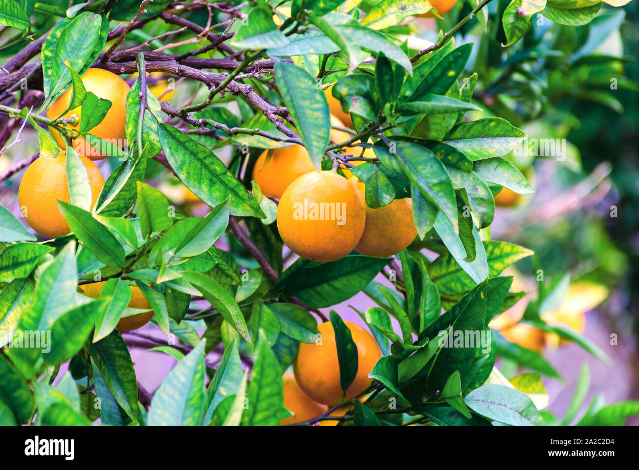 Reifen Orangen oder Mandarinen hängen an den Bäumen. Zitrusfrucht Wachsen Stockfoto