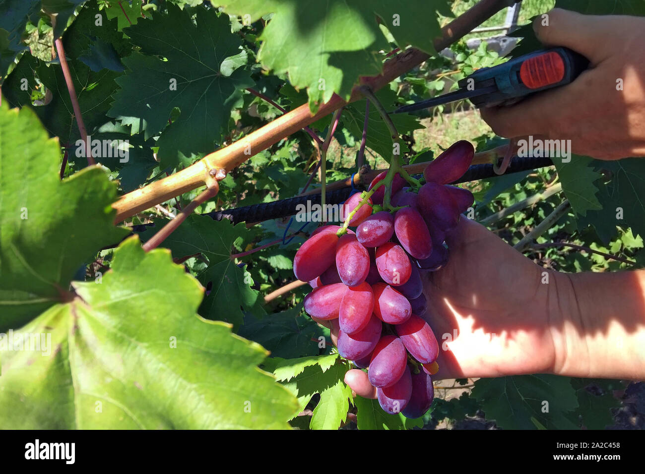 Weinlese - Farmer's Hände, ein Bündel von reifen Trauben von der Rebe an einem sonnigen Tag Stockfoto