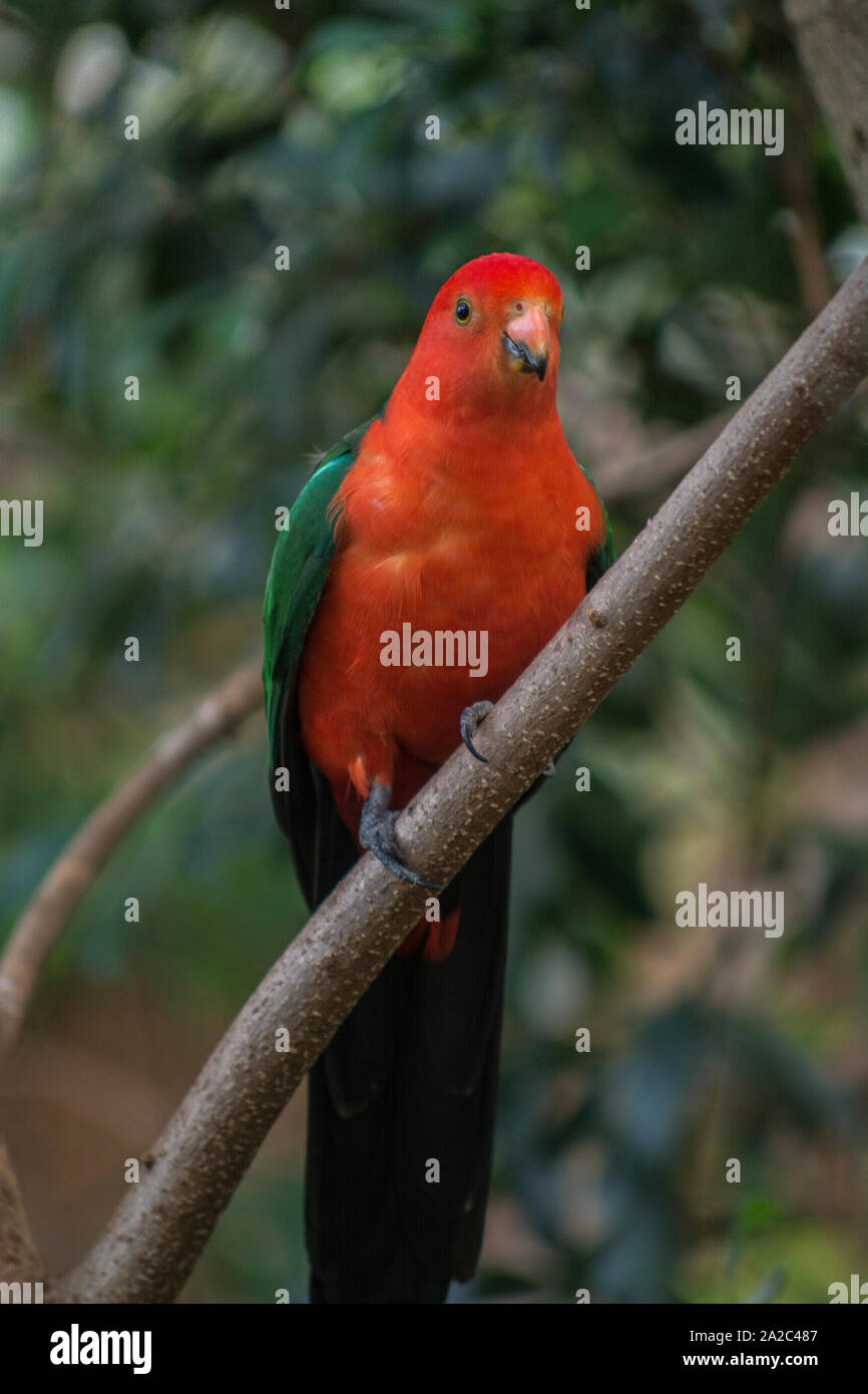 Australische grosser Papagei Stockfoto