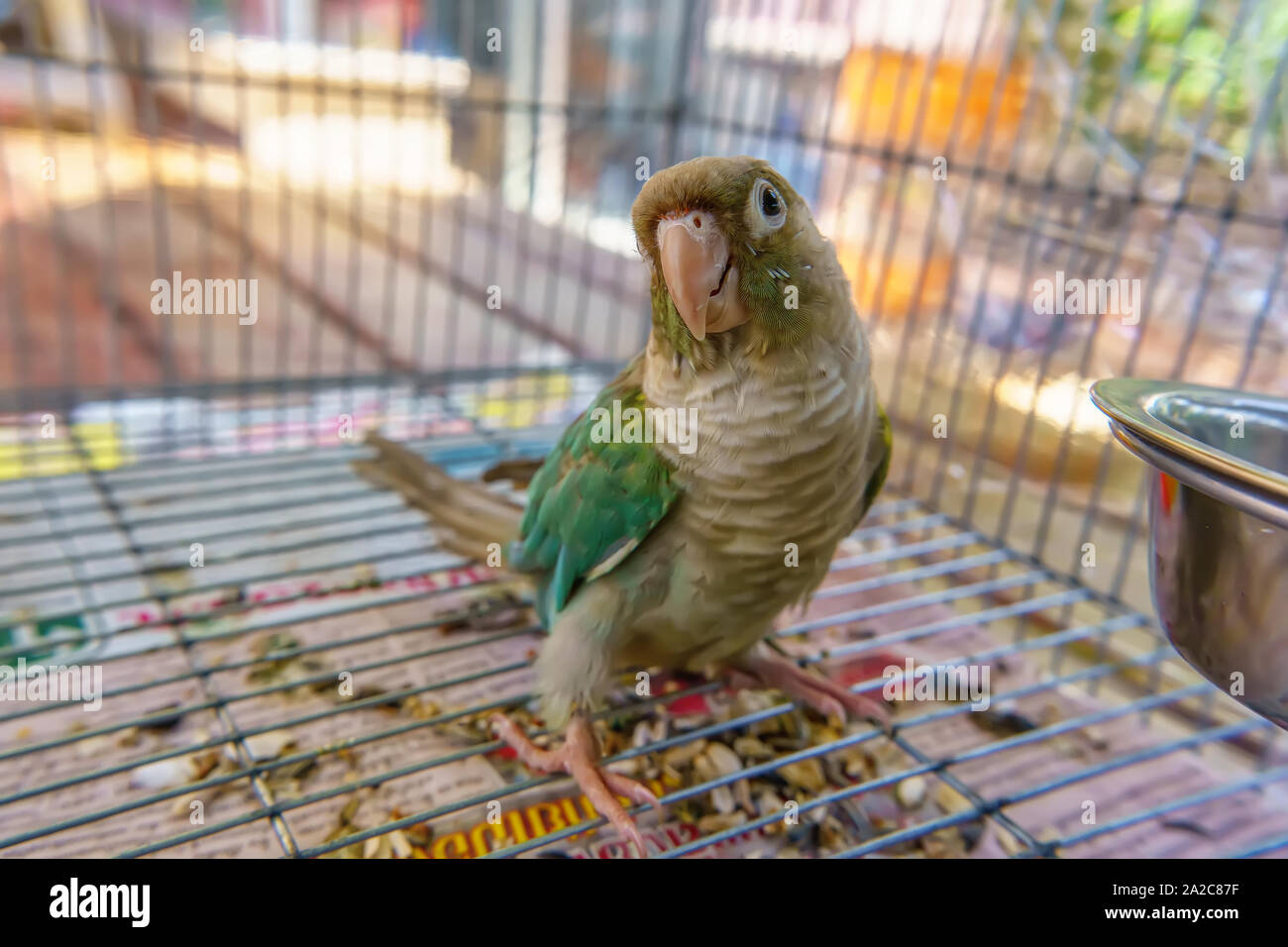 Grün - das ist SITTICH oder Grün ist sittiche ist Cute Pets. Stockfoto