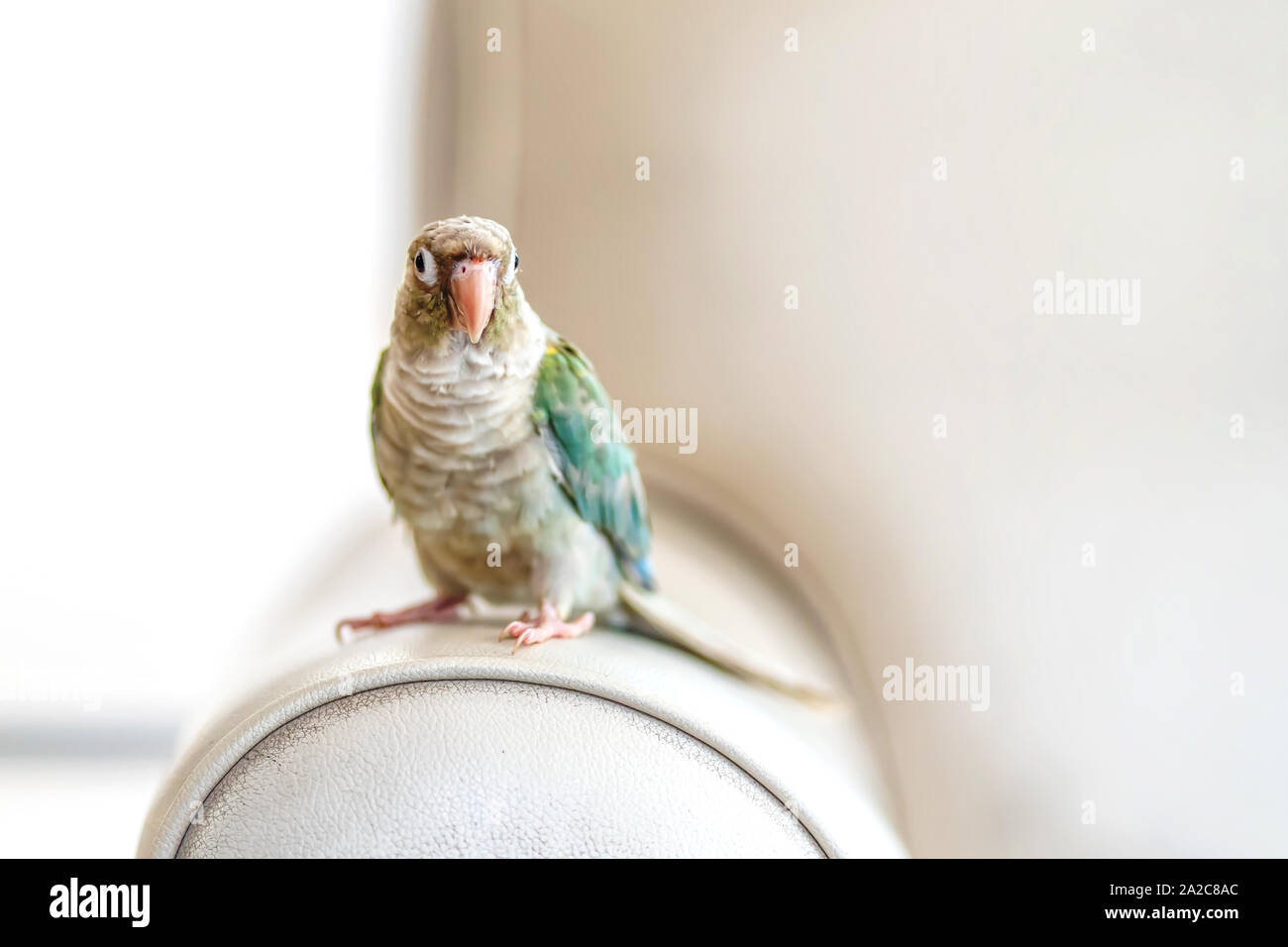 Grün - das ist SITTICH oder Grün ist sittiche ist Cute Pets. Stockfoto