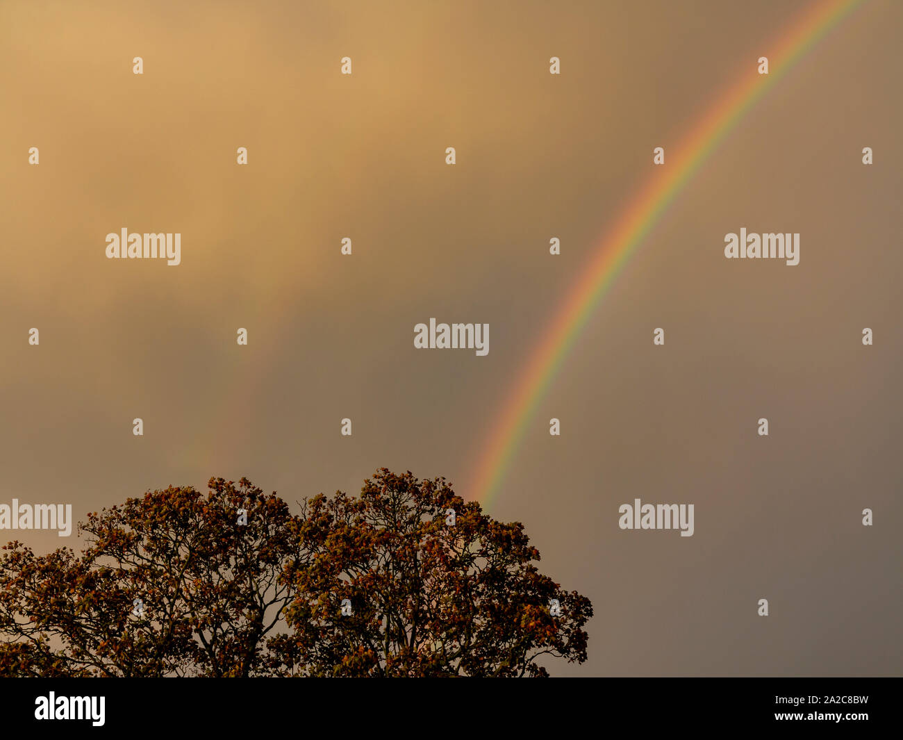 Ein kleiner Teil der Regenbogen hinter einem Baum vor einem brütenden Grün Grau Himmel nach einem Gewitter Stockfoto
