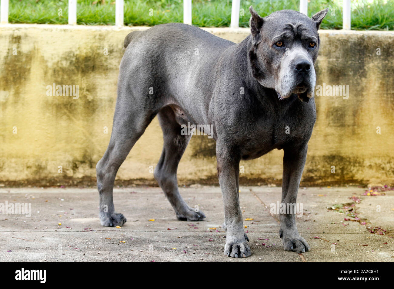 Hund Der Cane Corso Rennen der Erwachsenen in der hochmütigen Haltung  Stockfotografie - Alamy