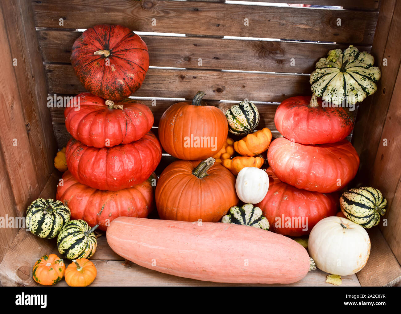 Mehrfarbige dekorative Kürbisse auf Herbstfest. Stockfoto