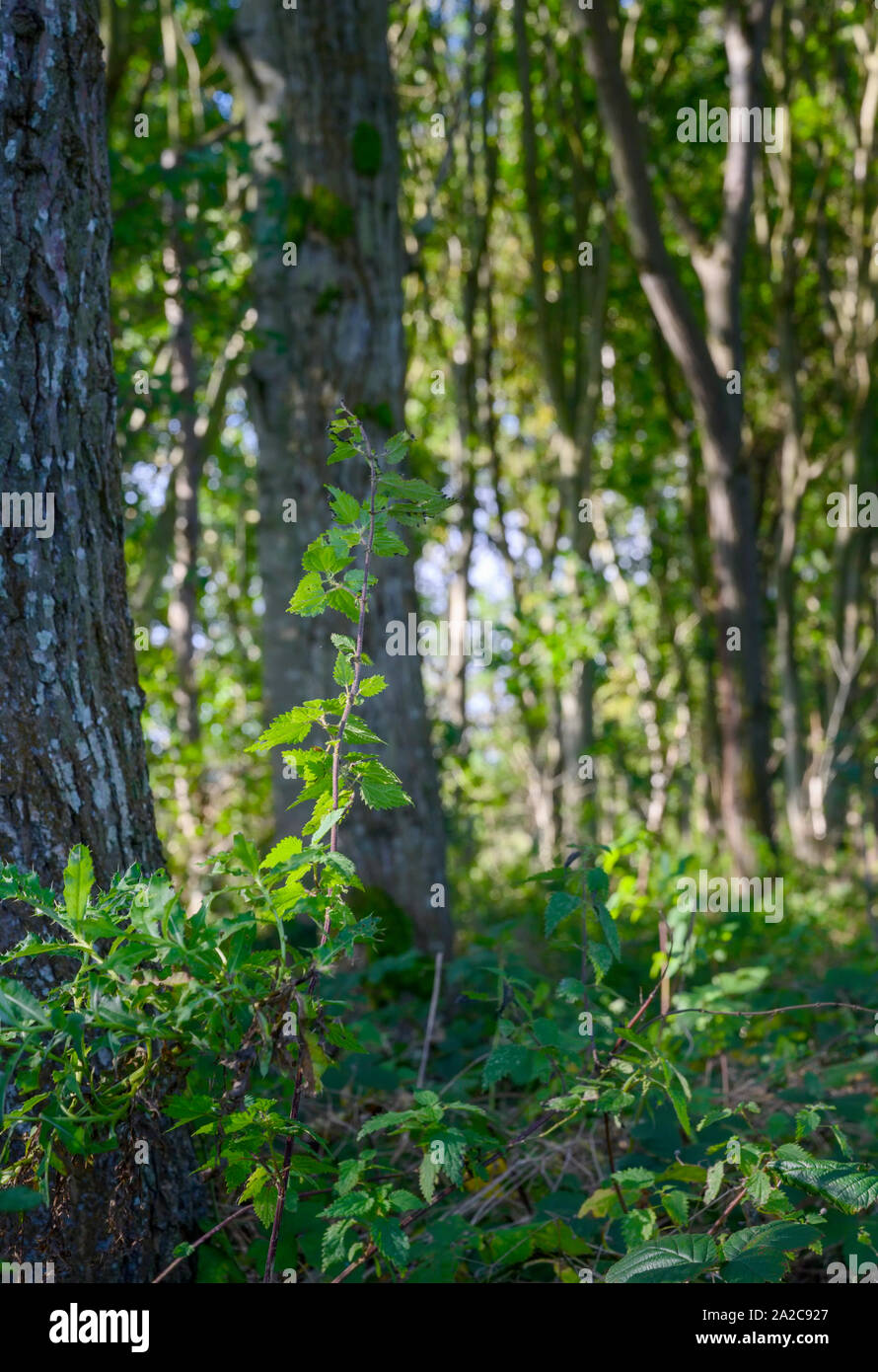 Natürliche Britischen woodland Szene Stockfoto