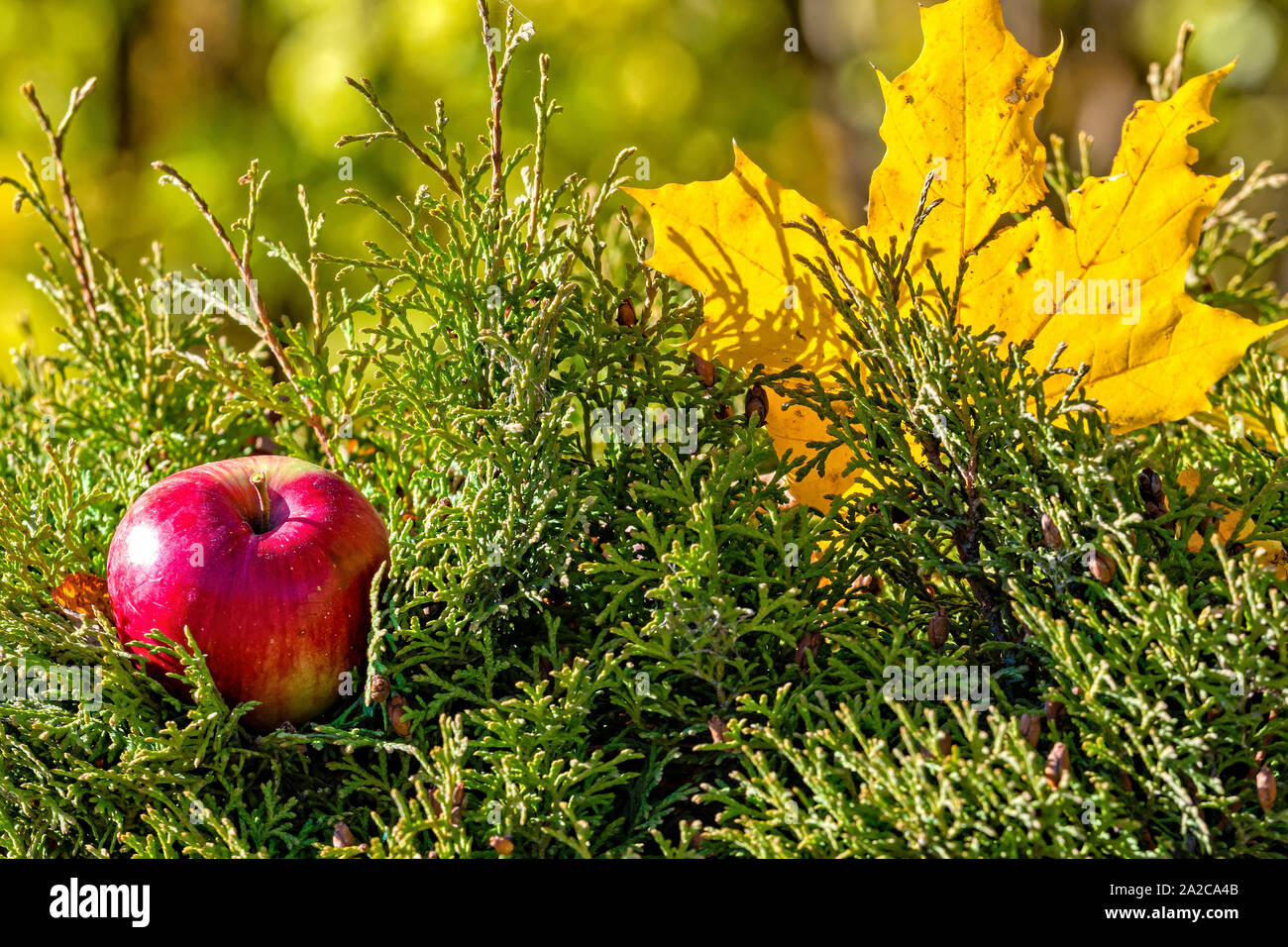 Lonely bunte Maple Leaf und red apple liegen auf einem Moss. Herbst Konzept. Stockfoto