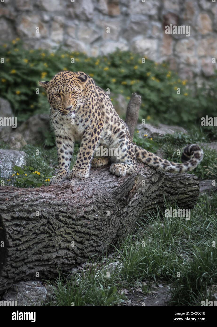 Jaguar auf Holz in den Wilden Stockfoto