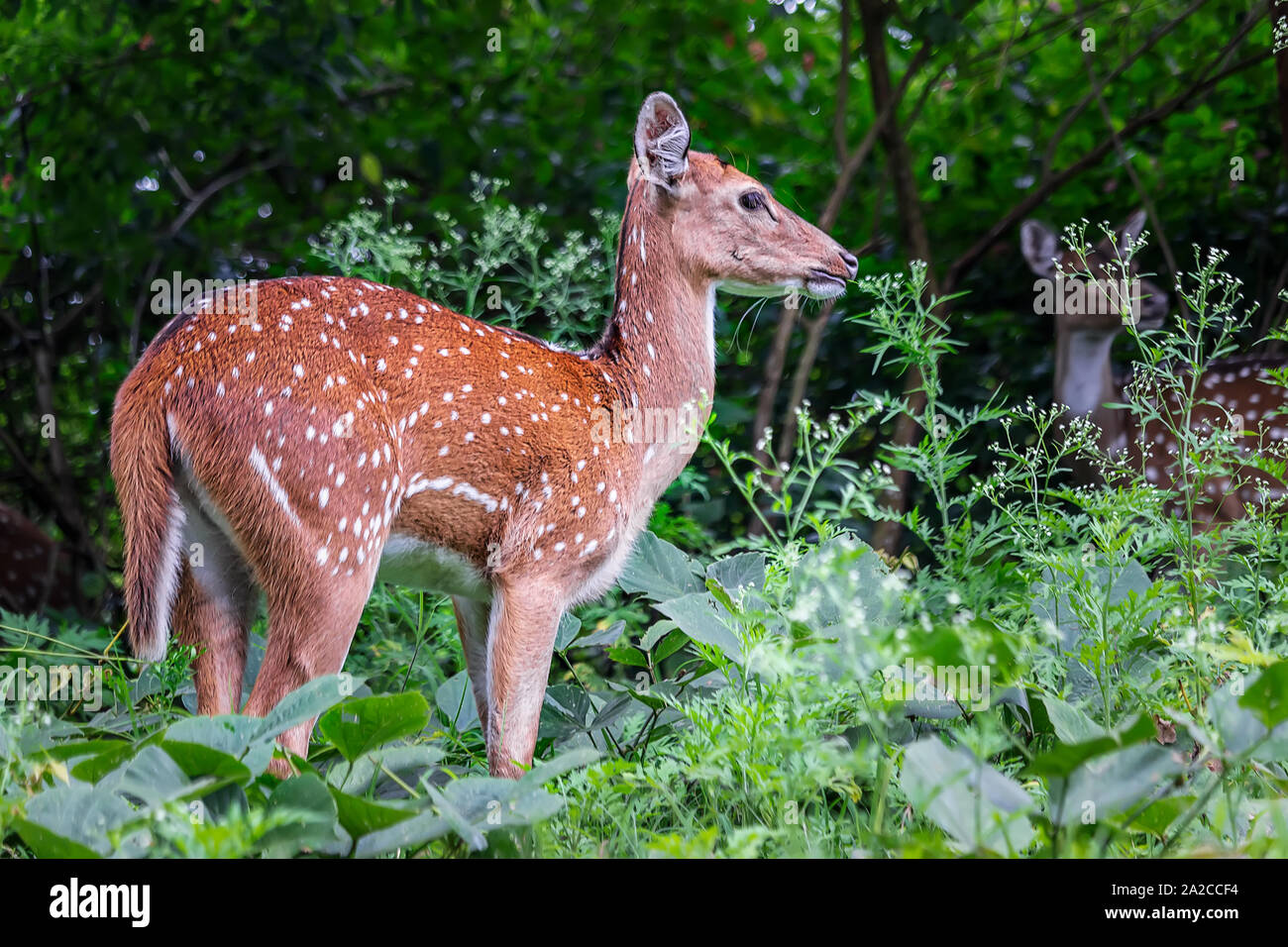 Indien Hirsch auf Wald -Masinagudi Tamilnadu Indien. Stockfoto