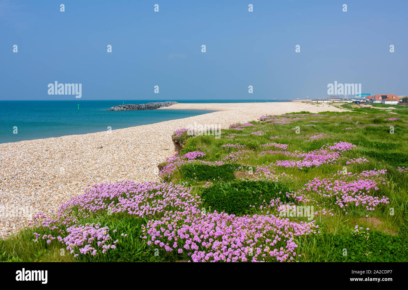 Sparsamkeit (Armeria maritima) am Strand entlang im Frühjahr in Selsey, West Sussex, England. Stockfoto