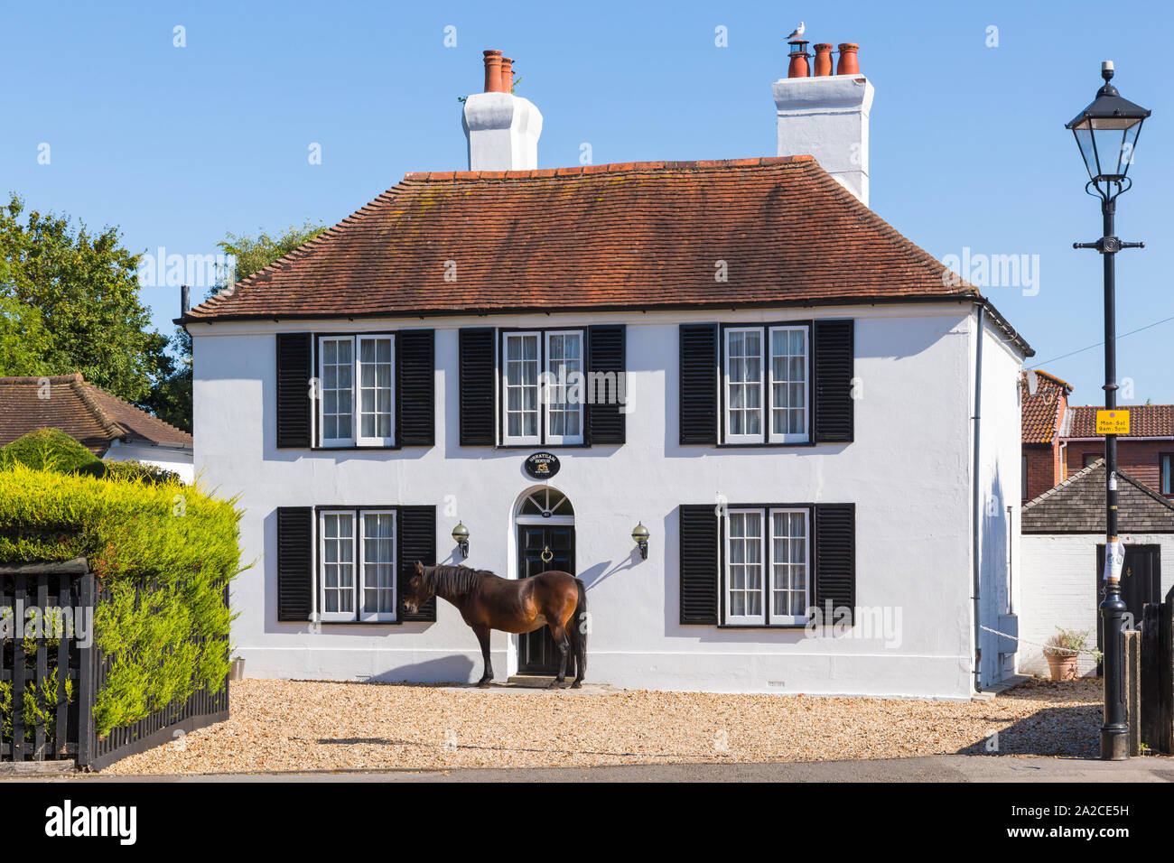 Wer durch das Fenster schaut - Pferd steht vor dem Greatham House in Brockenhurst, New Forest, Hampshire, Großbritannien an einem warmen sonnigen Tag im September Stockfoto