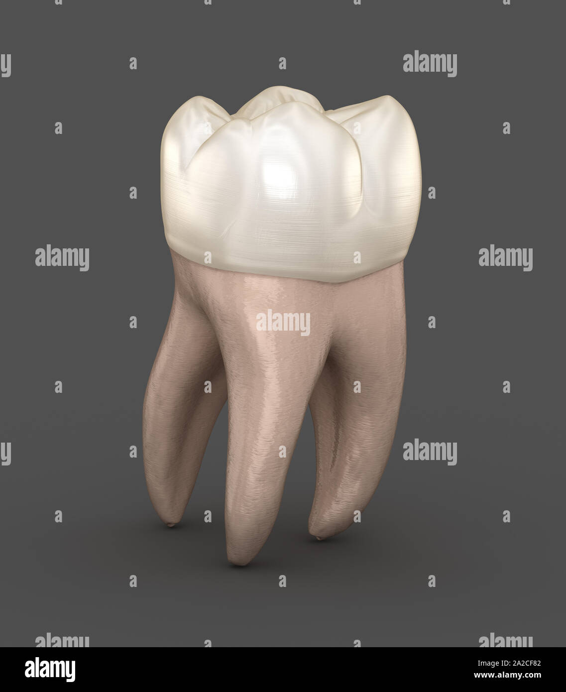 Zahnmedizinische Anatomie - Erste Oberkiefer Backenzahn. Medizinisch genauen zahnmedizinischen 3D-Darstellung Stockfoto