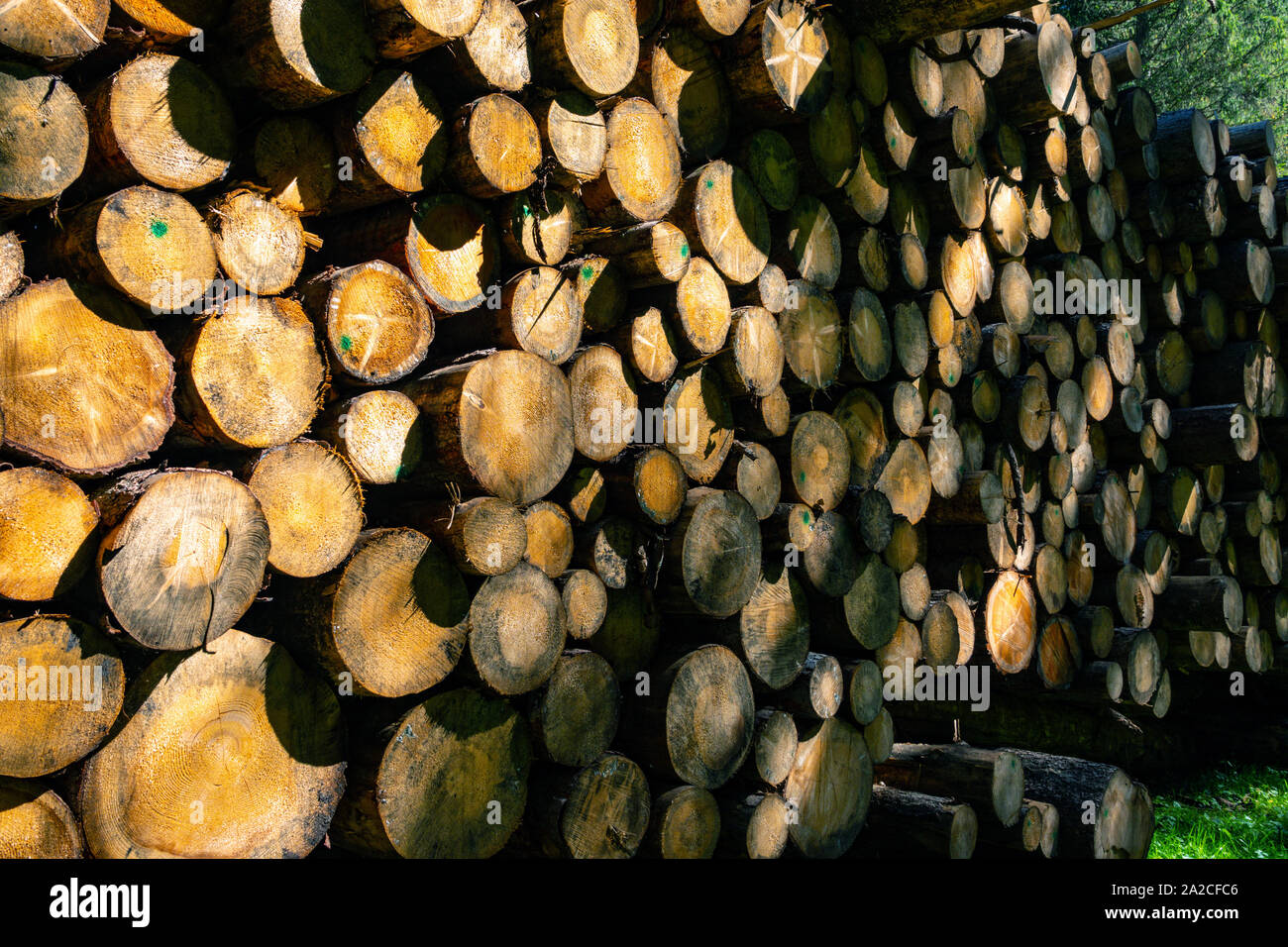 Stapel von gefällten Bäumen, Protokolle, die in der italienischen Dolomiten, Canazei, Italien Stockfoto