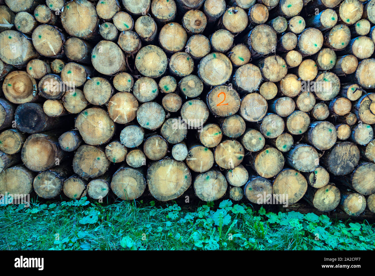 Stapel von gefällten Bäumen, Protokolle, die in der italienischen Dolomiten, Canazei, Italien Stockfoto