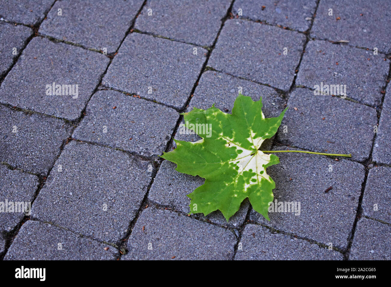 Grün und Gelb maple leaf auf einem Gehsteig Stockfoto