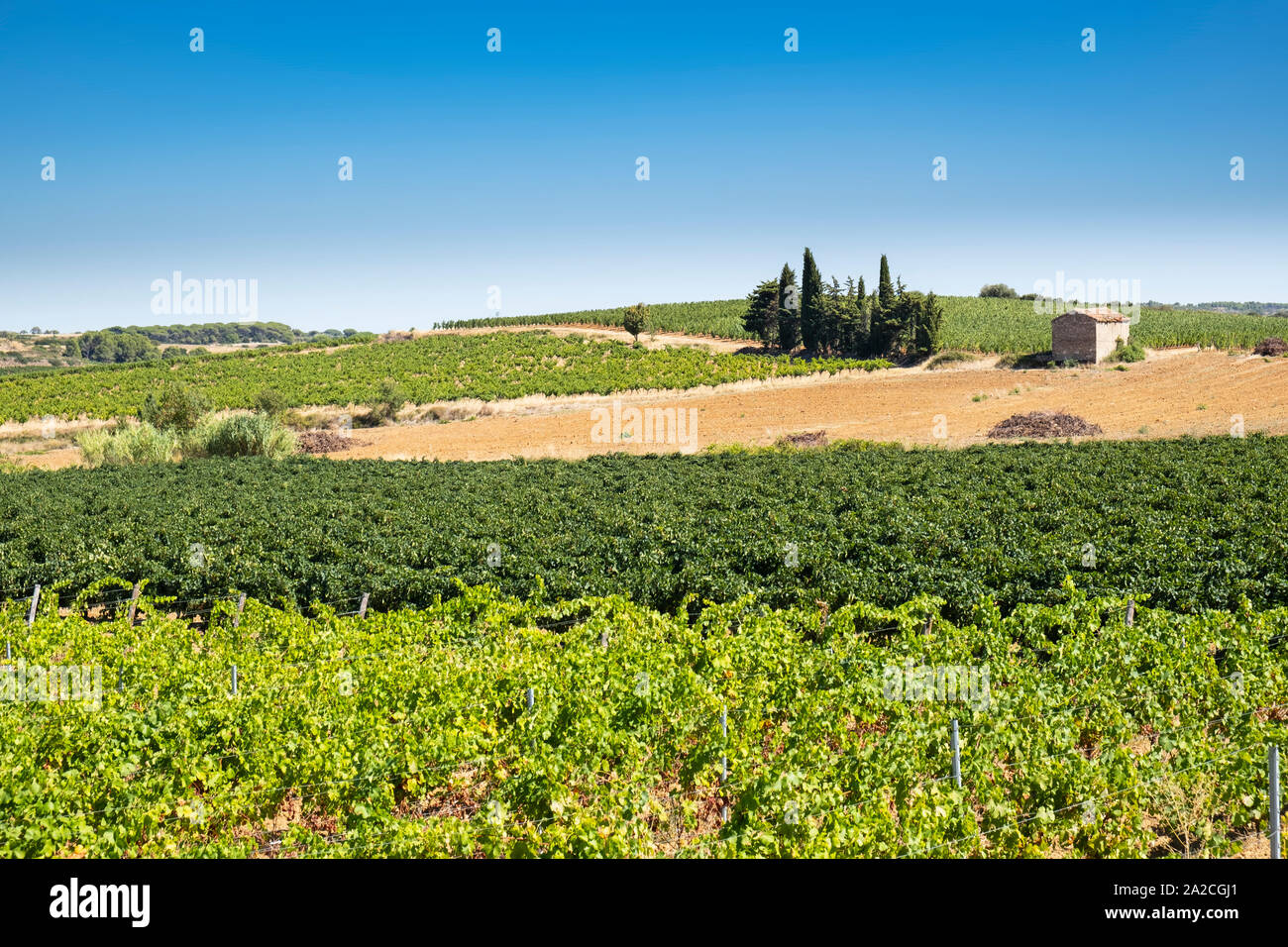 Languedoc Hinterland im Sommer, Weinberg, der sich über dem Horizont. Stockfoto