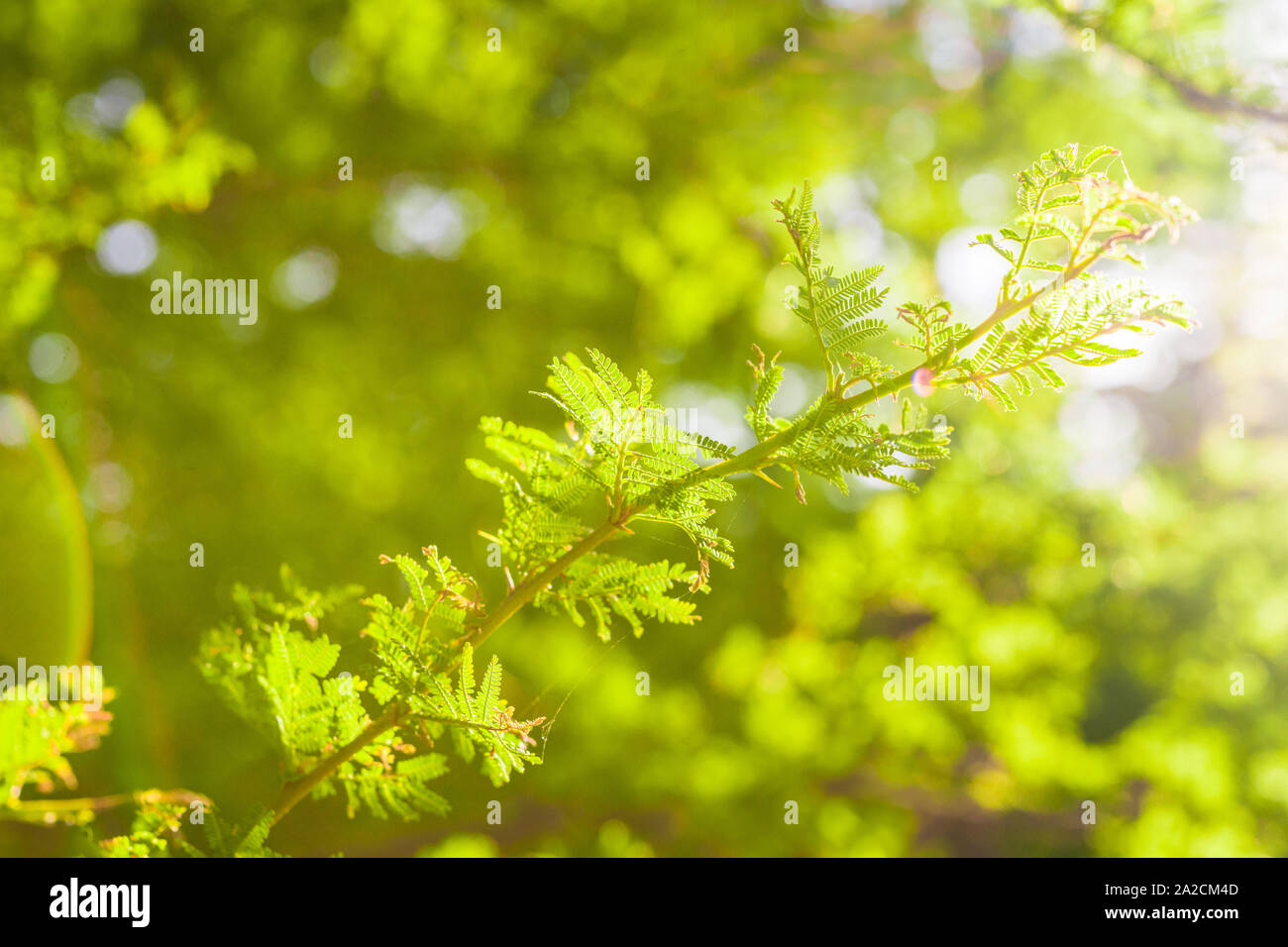 Bunte Makro Foto von der sonnenbeschienenen Anlage mit grünen Blätter an einem sonnigen Sommertag. Stockfoto