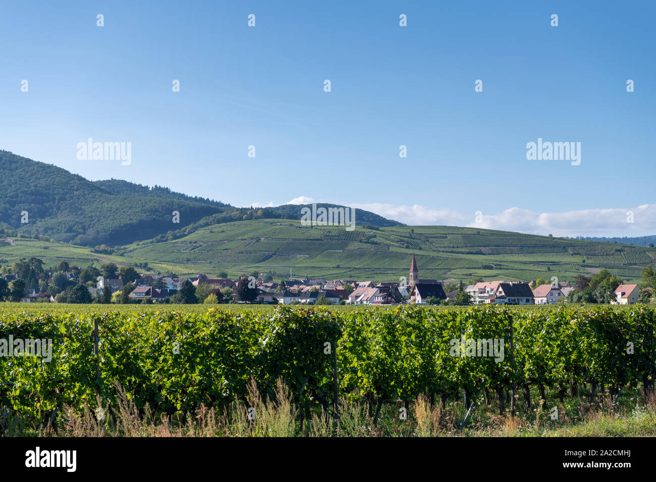 Ein Blick auf das Dorf von Wettolsheim in die Weinberge des Elsass in den Ausläufern der Vogesen, Frankreich Stockfoto