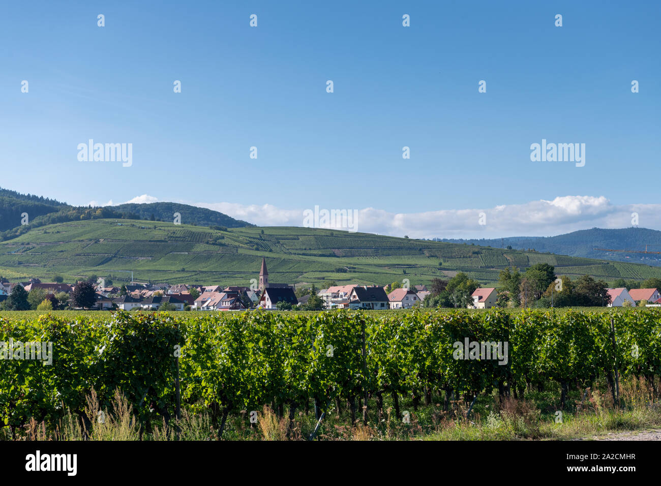 Ein Blick auf das Dorf von Wettolsheim in die Weinberge des Elsass in den Ausläufern der Vogesen, Frankreich Stockfoto