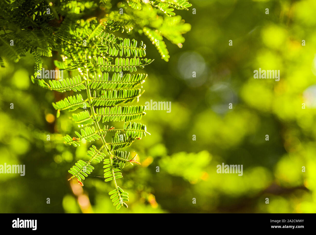 Bunte Makro Foto von der sonnenbeschienenen Anlage mit grünen Blätter an einem sonnigen Sommertag. Stockfoto