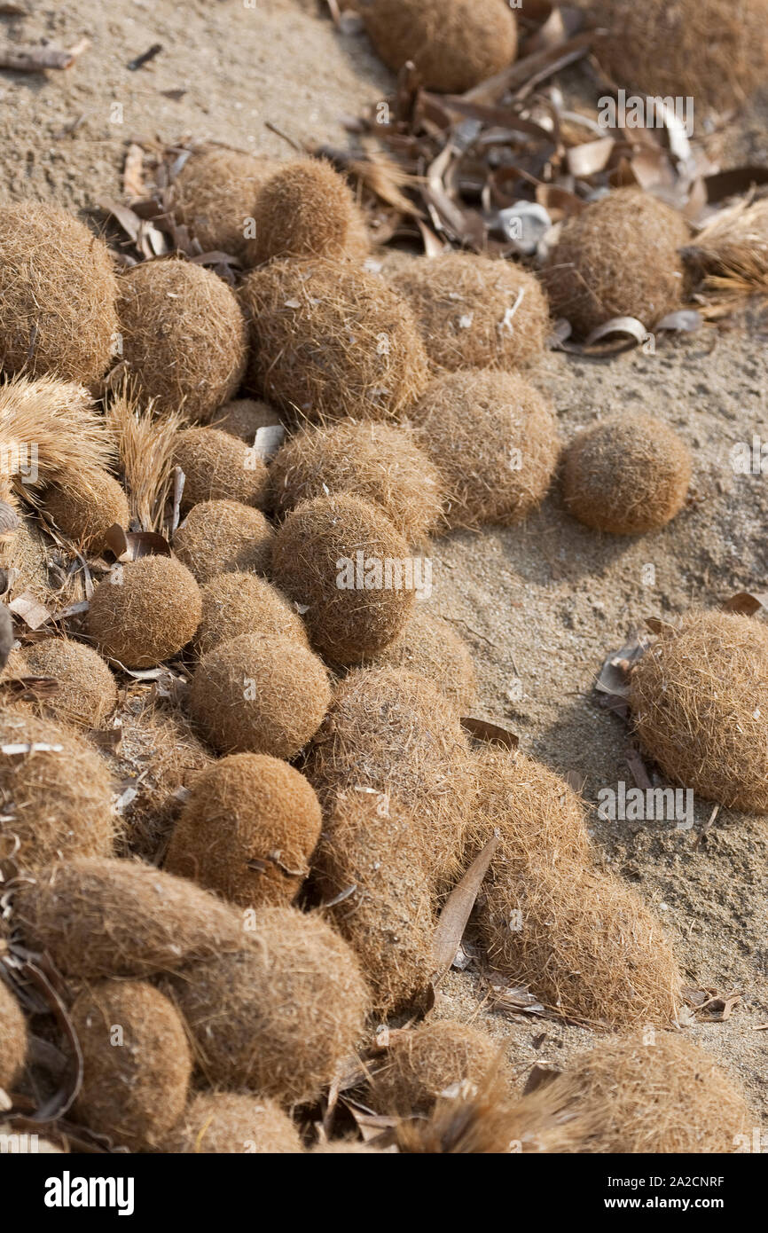 , Seeball Seebälle, Meerball, Meerbälle im Angespül, Spülsaum eine Mittelmeer-Küste, Vogelinsel Runde, faserig-filzige Gebilde, die sich sich aus dem durch die Wass Stockfoto